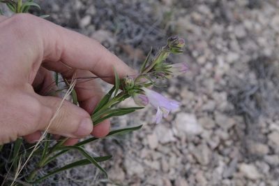 Penstemon jamesii, photographed by Eric Knight