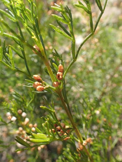 Cyanothamnus quadrangulus, photographed by ronavery