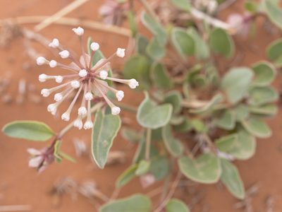 Abronia elliptica, photographed by Robbie Hannawacker