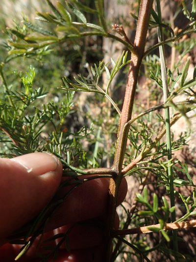 Cyanothamnus quadrangulus, photographed by ronavery