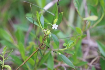 Myoporum boninense, photographed by Richard Fuller