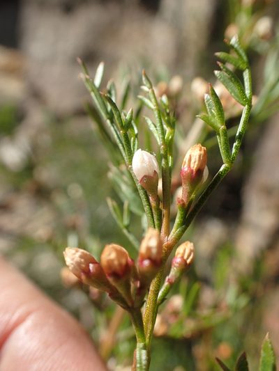 Cyanothamnus quadrangulus, photographed by ronavery