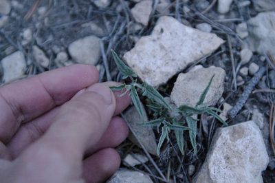 Malvella sagittifolia, photographed by Eric Knight