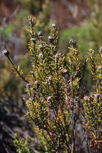 Phylica montana, photographed by Tony Rebelo