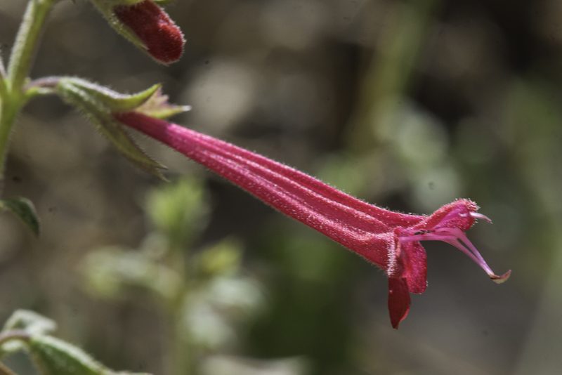 Salvia henryi, photographed by Craig Martin