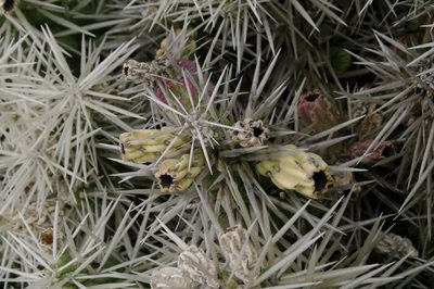Cylindropuntia tunicata, photographed by Eric Knight