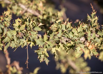 Berberis fremontii, photographed by Tim Messick