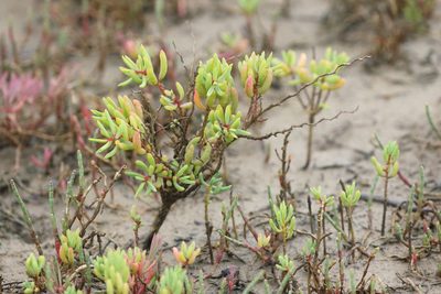Suaeda arbusculoides, photographed by Richard Fuller