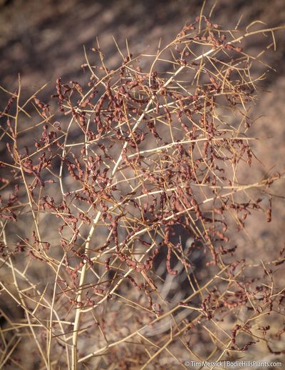 Alhagi maurorum, photographed by Tim Messick