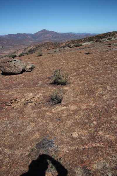 Lopholaena cneorifolia, photographed by Tony Rebelo