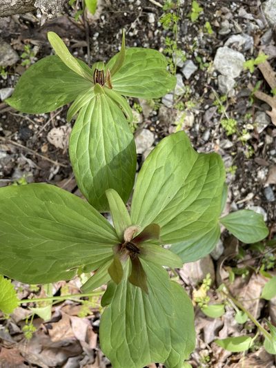 Trillium viride, photographed by Stephanie Dolrenry