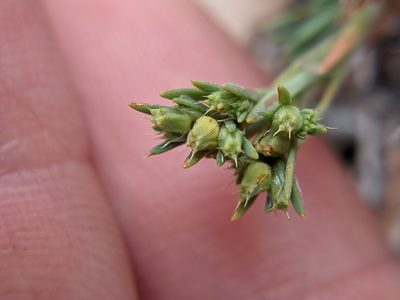 Paronychia monticola, photographed by Eric Knight