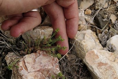 Paronychia monticola, photographed by Eric Knight