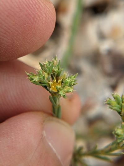 Paronychia monticola, photographed by Eric Knight