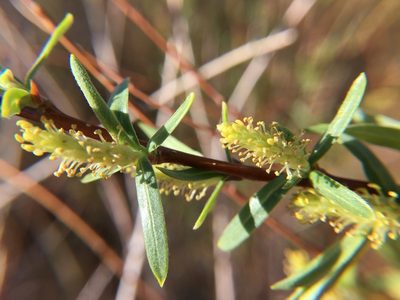 Salix exigua, photographed by Steve Matson