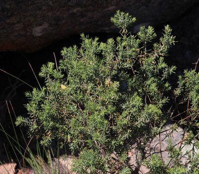 Polygala lasiosepala, photographed by Tony Rebelo