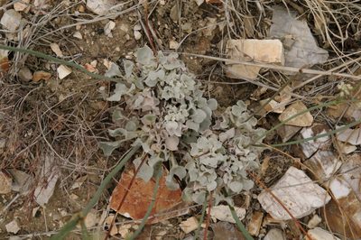 Eriogonum tenellum, photographed by Eric Knight