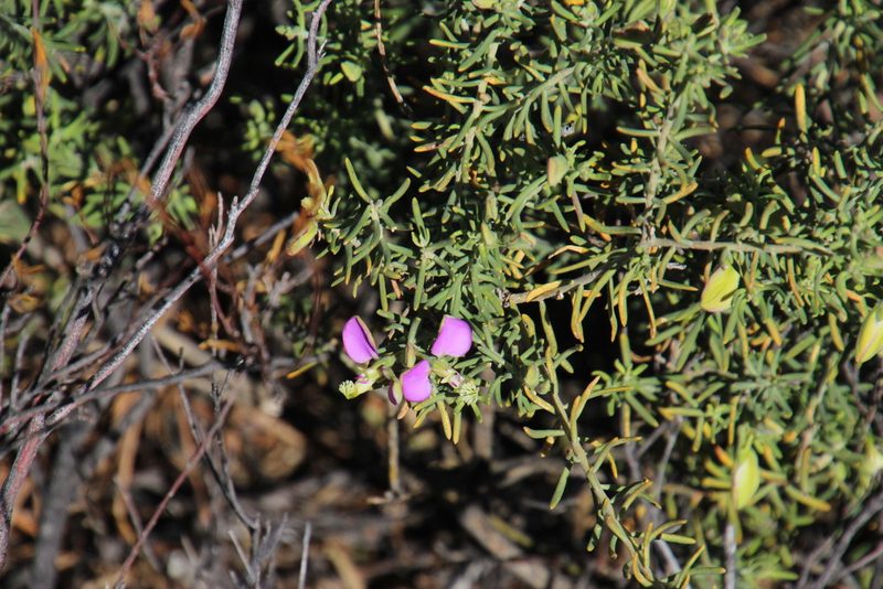 Polygala lasiosepala, photographed by Tony Rebelo