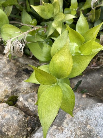 Ruscus hypophyllum, photographed by karim Attouche