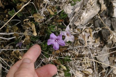 Ruellia parryi, photographed by Eric Knight