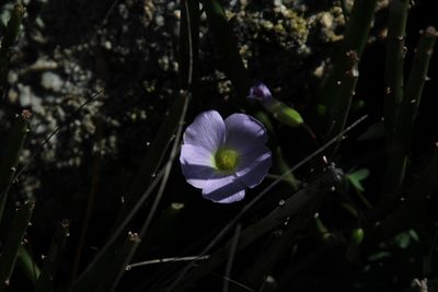 Oxalis comosa, photographed by Tony Rebelo