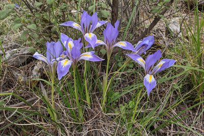 Iris unguicularis, photographed by Kristof Zyskowski