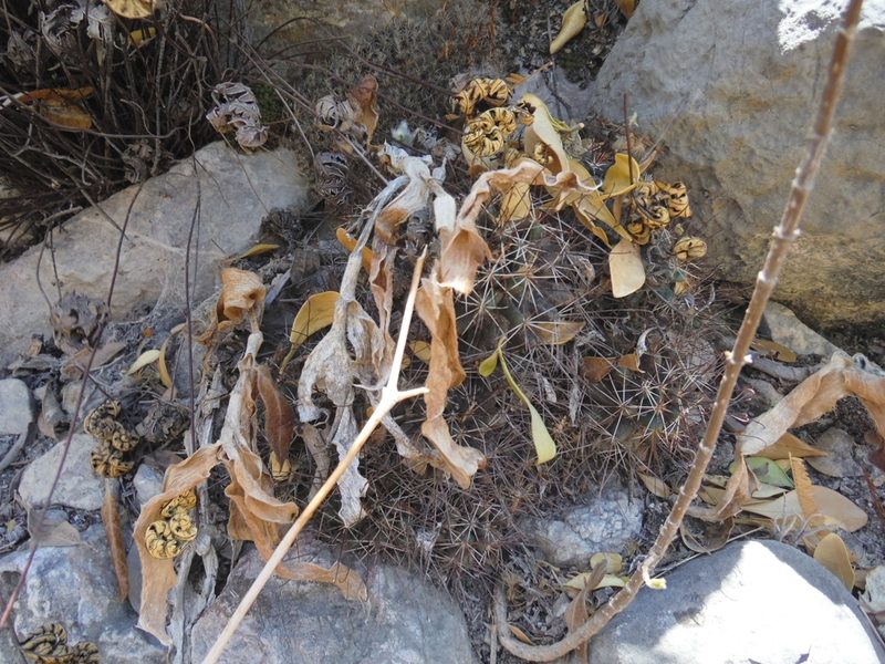 Cumarinia odorata, photographed by Alejandro Gómez Maya