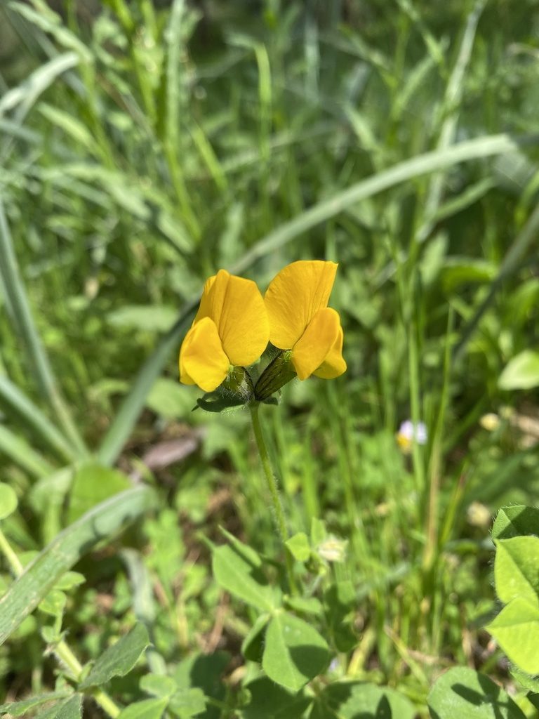 Lotus biflorus, photographed by karim Attouche