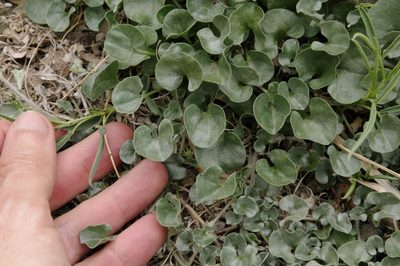 Dichondra argentea, photographed by Eric Knight