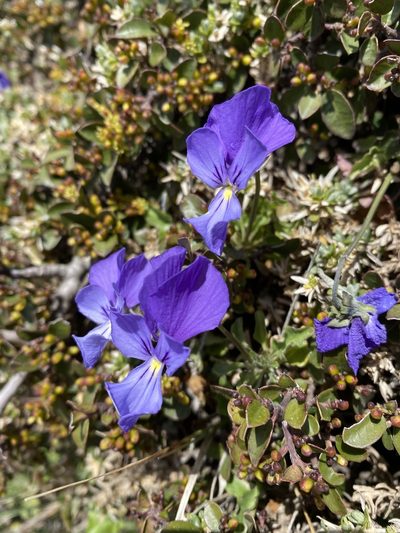 Viola munbyana, photographed by karim Attouche