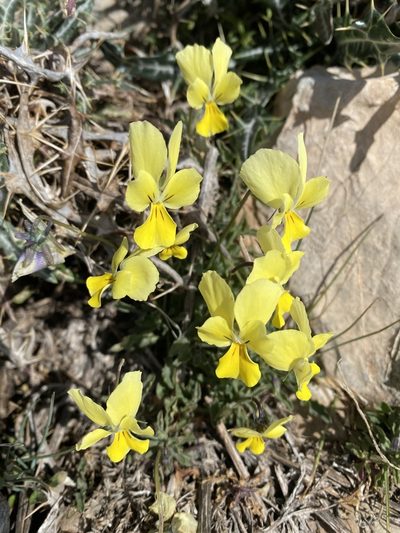 Viola munbyana, photographed by karim Attouche