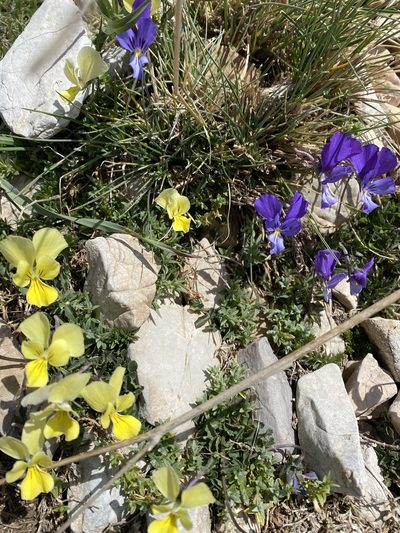 Viola munbyana, photographed by karim Attouche