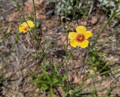 Linum hudsonioides, photographed by Philip Vanbergen