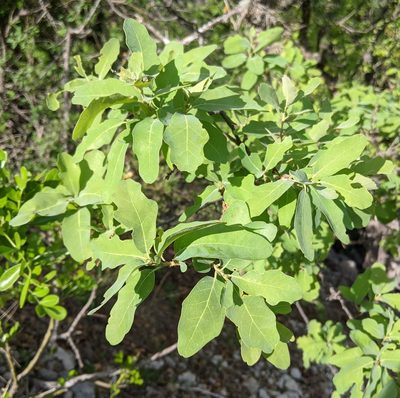 Quercus laceyi, photographed by Philip Vanbergen