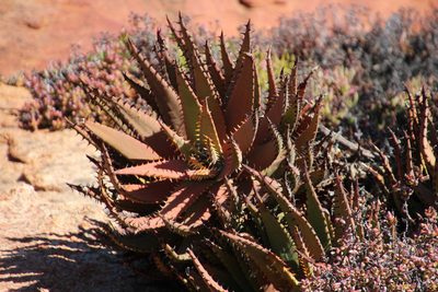 Aloe melanacantha, photographed by Tony Rebelo