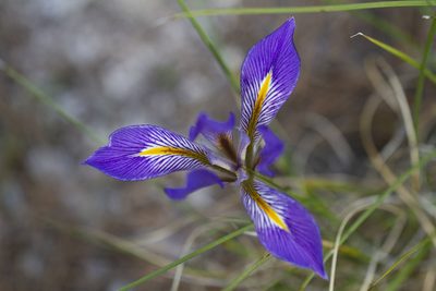 Iris unguicularis, photographed by Kristof Zyskowski