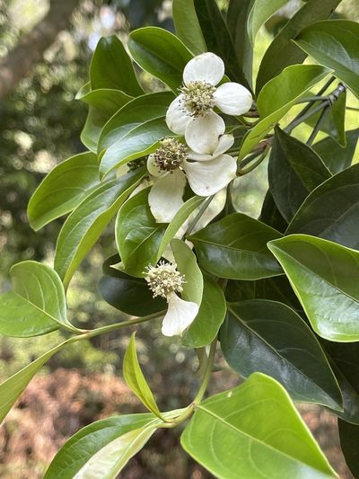 Cornus hongkongensis, photographed by Yj