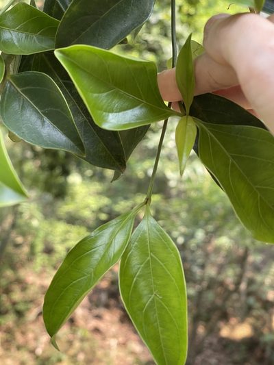 Cornus hongkongensis, photographed by Yj