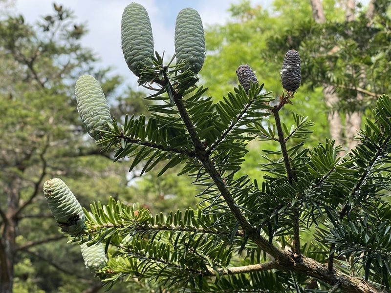 Keteleeria fortunei, photographed by Yj