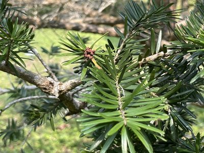 Keteleeria fortunei, photographed by Yj