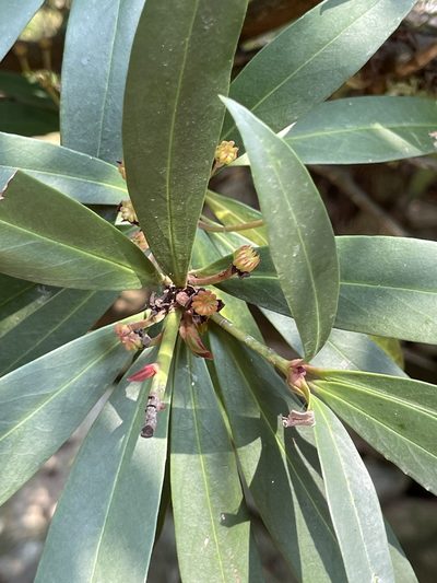 Illicium dunnianum, photographed by Yj