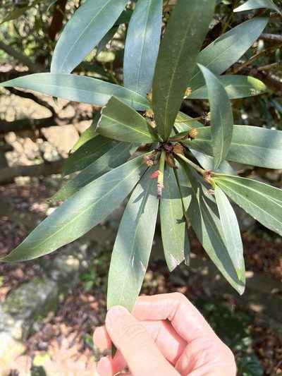 Illicium dunnianum, photographed by Yj
