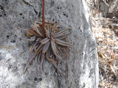 Echeveria lutea, photographed by Alejandro Gómez Maya