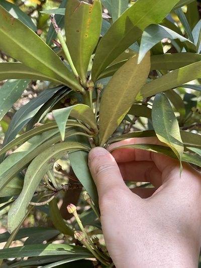 Illicium dunnianum, photographed by Yj