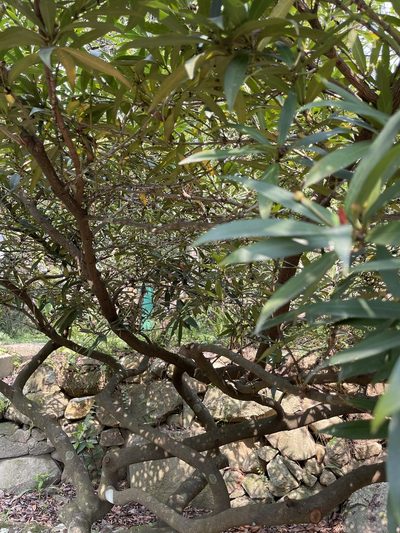 Illicium dunnianum, photographed by Yj