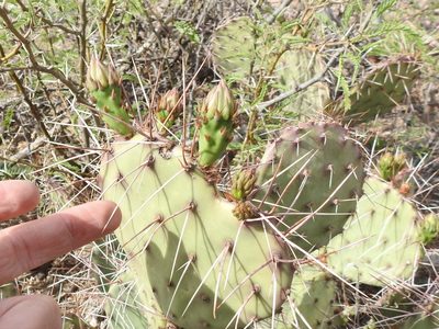 Opuntia camanchica, photographed by Sam Kieschnick