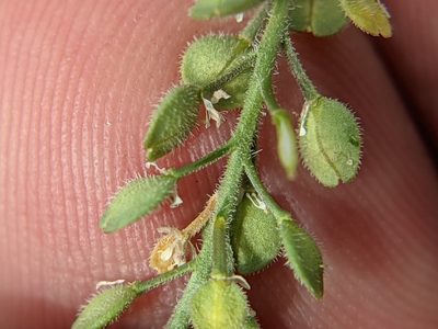 Lepidium lasiocarpum, photographed by Eric Knight