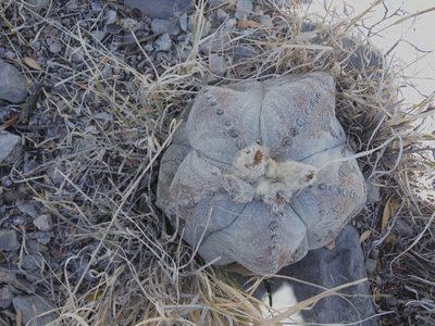 Astrophytum myriostigma, photographed by Alejandro Gómez Maya