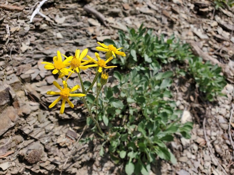 Packera antennariifolia, photographed by Tom Field