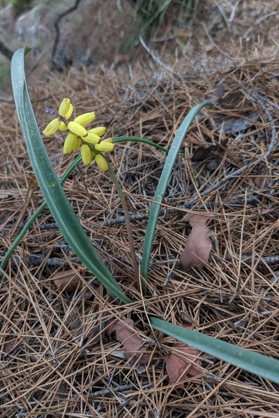 Muscari macrocarpum, photographed by Kristof Zyskowski